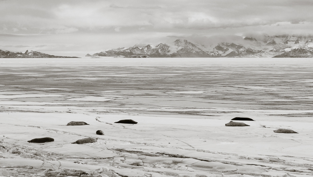 Seals basking on the friggin frigid sea ice. 